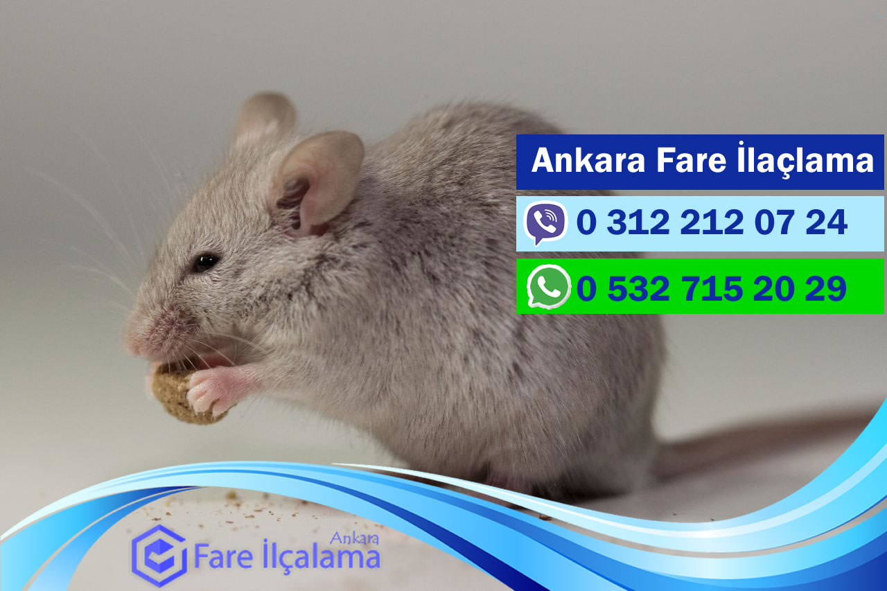 Ankara Fare İlaçlama